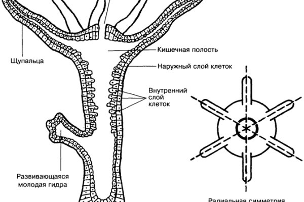 Блэкспрут 4